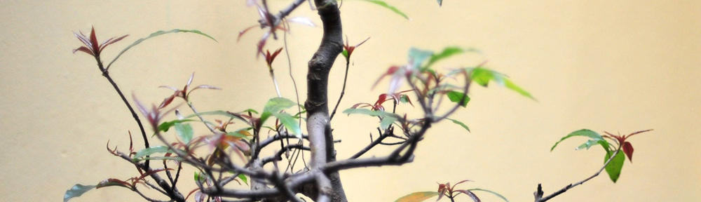 Omar Thomas & Associates